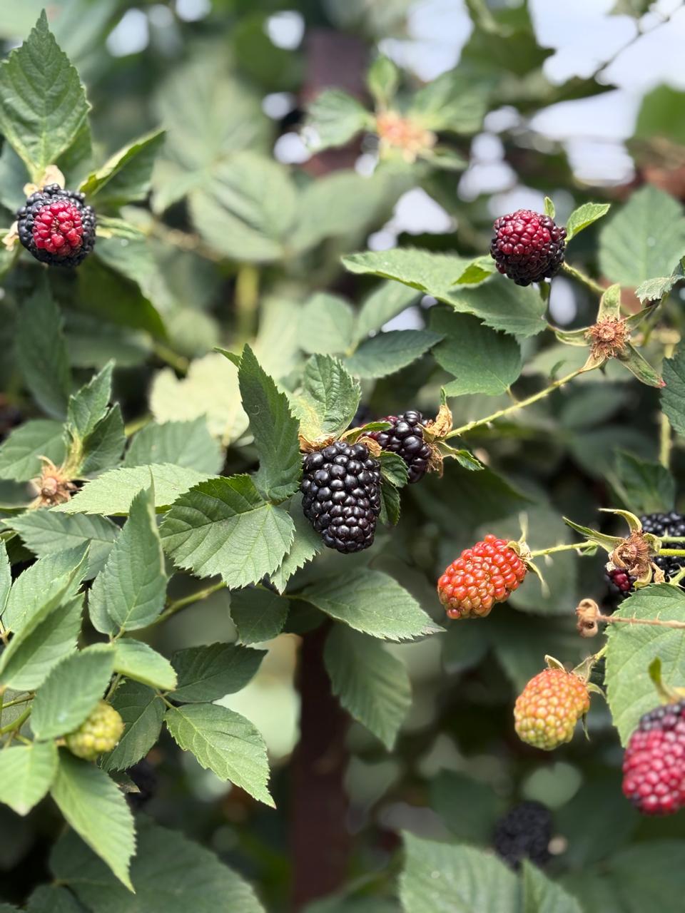 Cómo reducir el estrés en berries y proteger la productividad del cultivo 🍓🌱