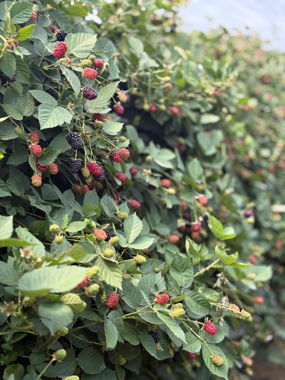 Nutrición avanzada para berries: cómo mejorar productividad y calidad del cultivo 🍓🌱