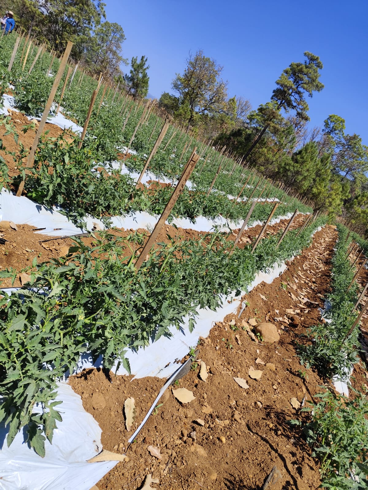 Cómo mejorar la salud del suelo agrícola y aumentar la productividad 🌱🌎