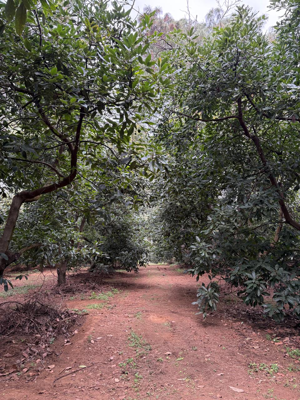 Importancia de la materia orgánica en la agricultura moderna 🌱🌎