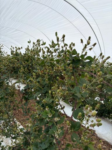 Plantas de hortalizas con flores en un invernadero.